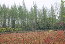 森林公园实景拍摄